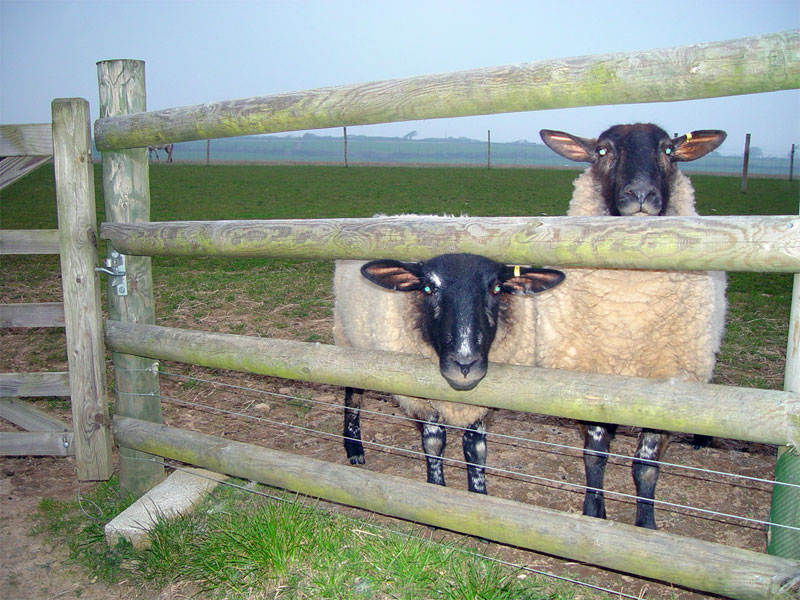 Sheep Fence