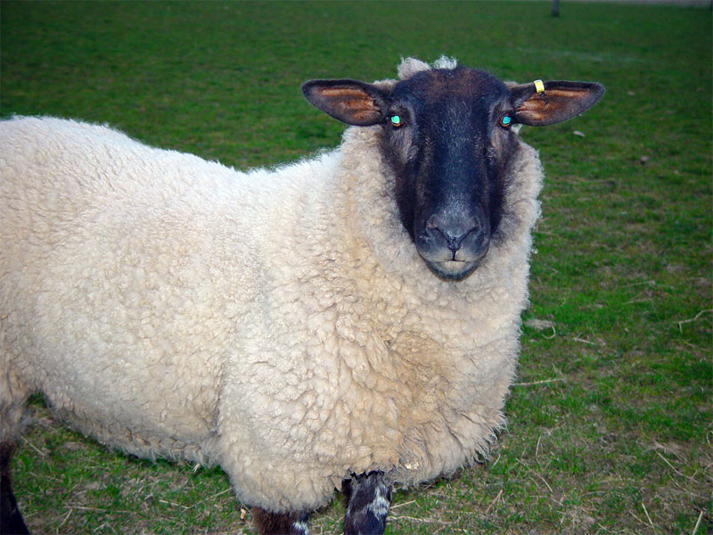 devon sheep