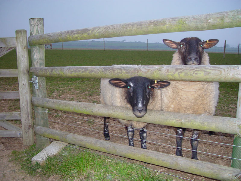 SHEEP FENCING FOR DEVON & CORNWALL